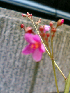ピンクの小花の咲く草の名前を教えて はなせんせ