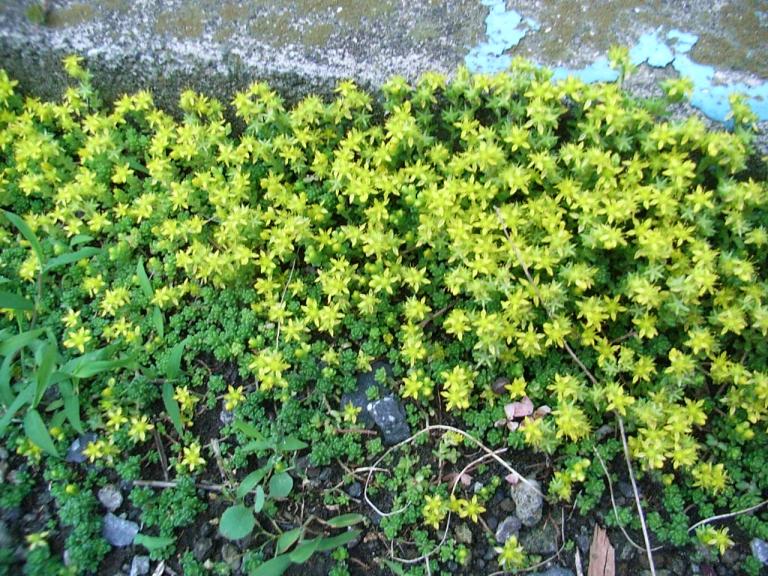 よく見る雑草・・？名前を教えて下さい はなせんせ