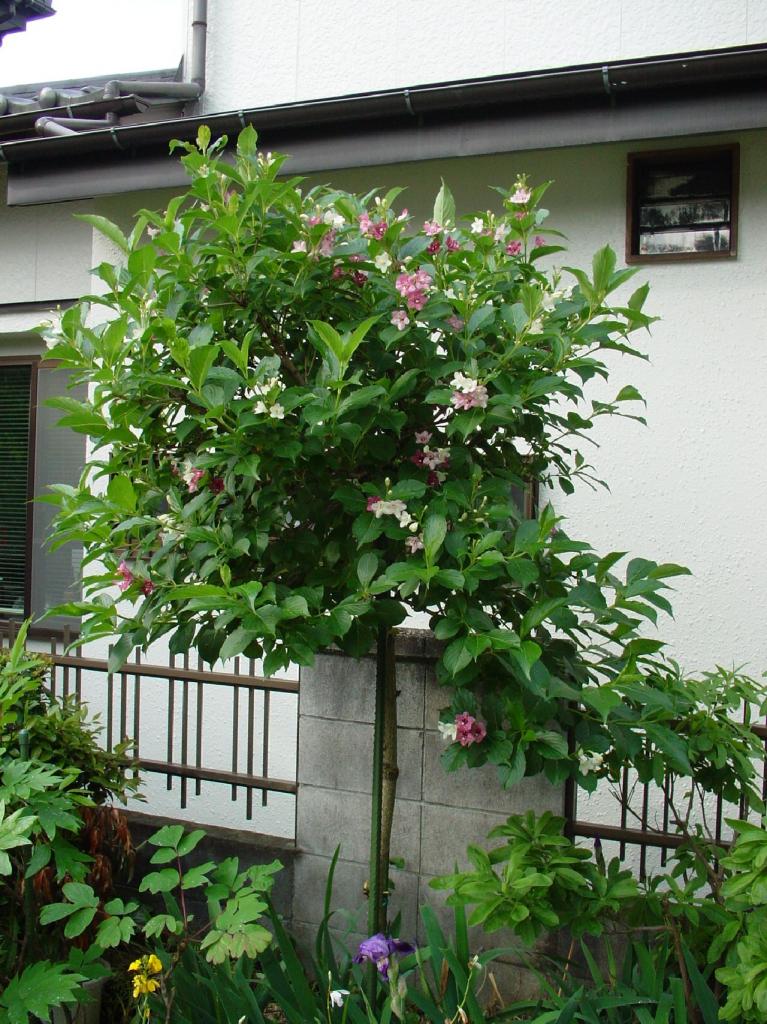 ハコネウツギの花付きが少ないのですが はなせんせ