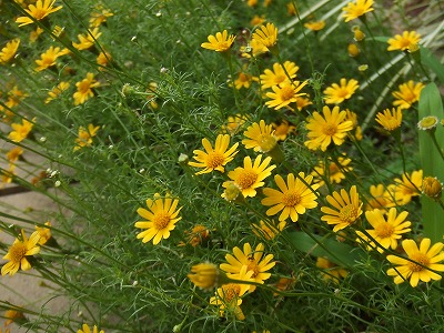 黄色の小さい菊 はなせんせ