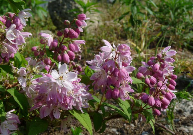 ピンク色の卯の花 はなせんせ