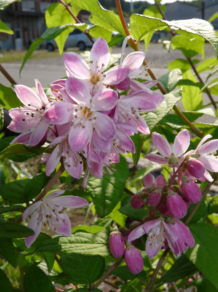 ピンク色の卯の花 はなせんせ