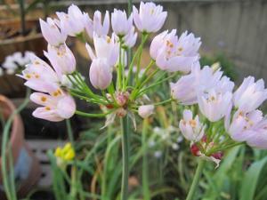 この花の名前教えてください はなせんせ