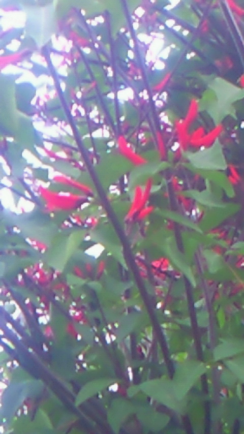 唐辛子みたいな花 はなせんせ