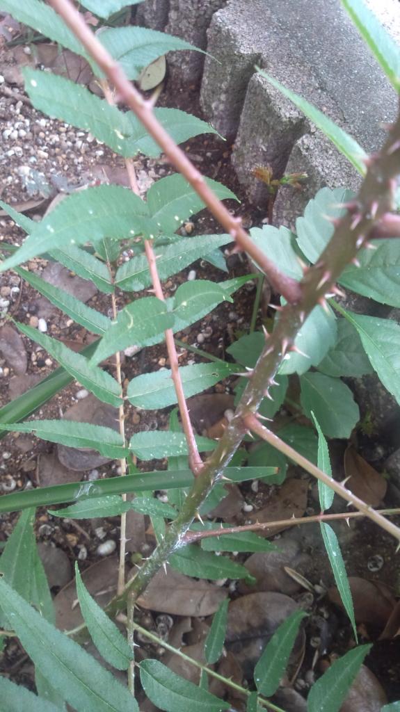 とげのある植物 はなせんせ