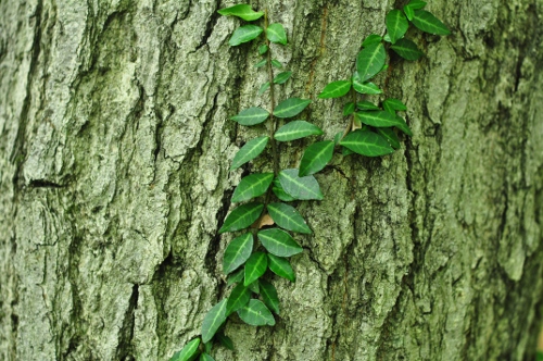 このつる性植物の名前を教えてください はなせんせ