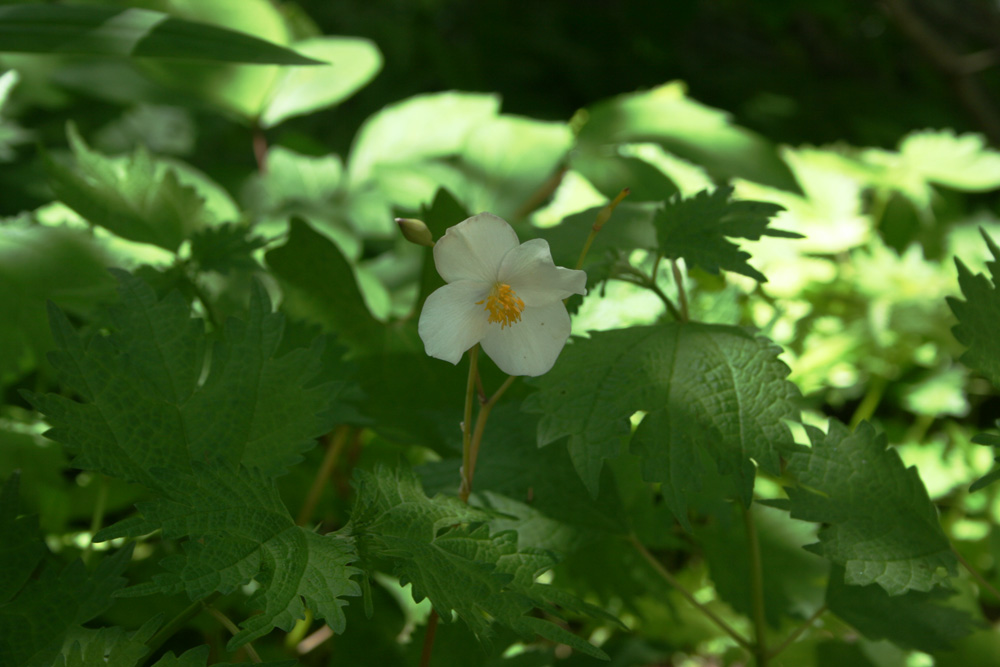 花びらが４枚の白い花 はなせんせ