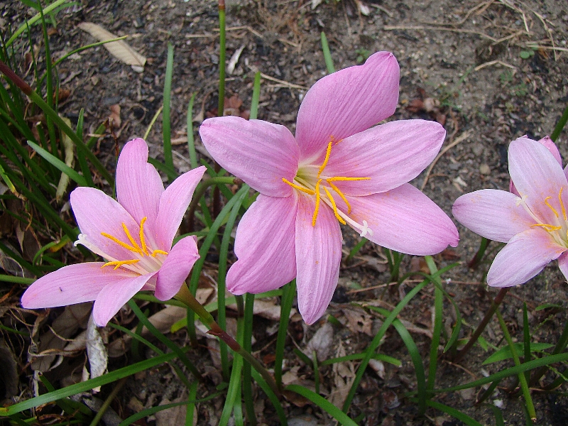 この花の名前は何と言いますか はなせんせ