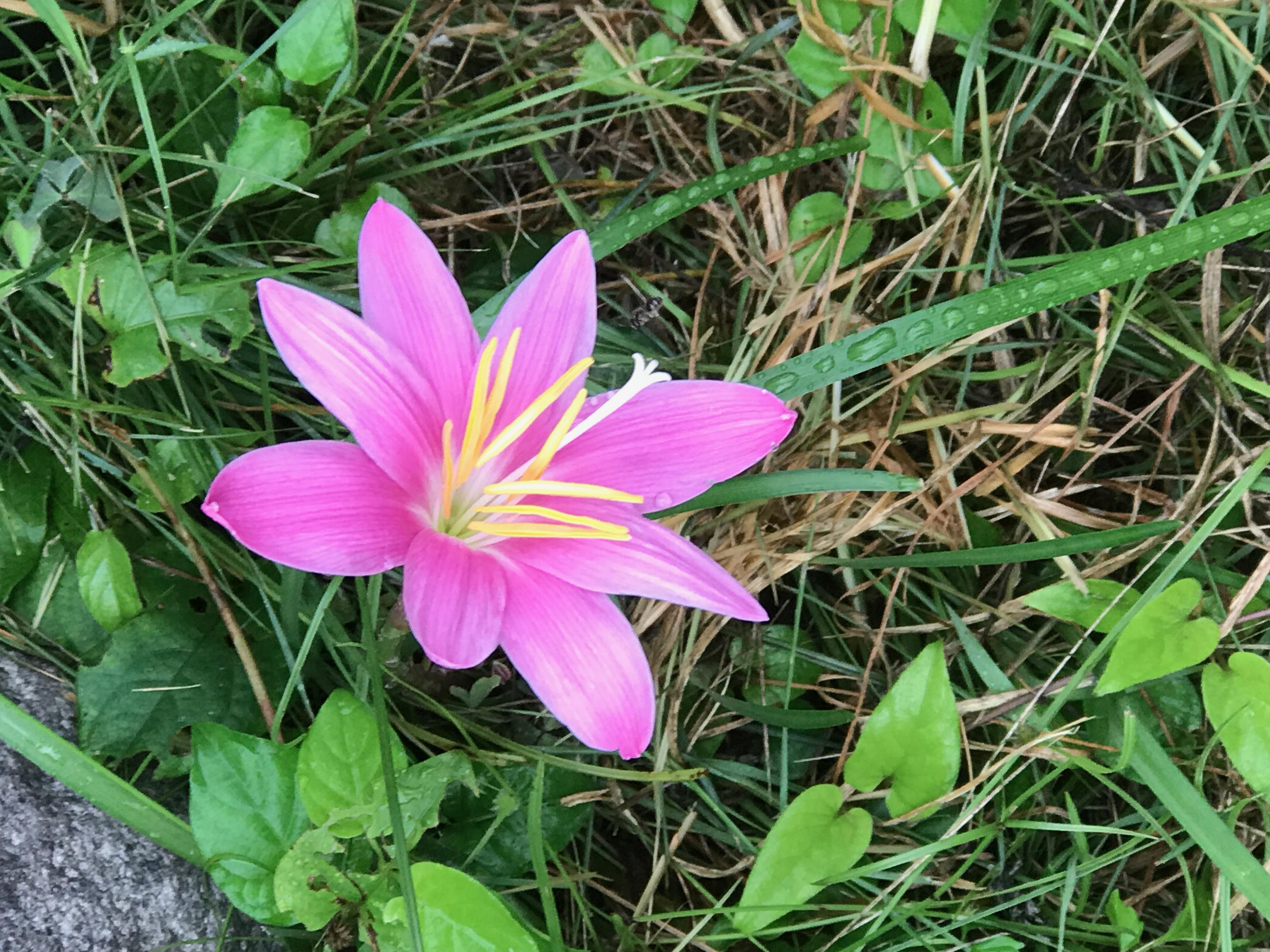 この花の名前はなんと言うのでしょうか はなせんせ