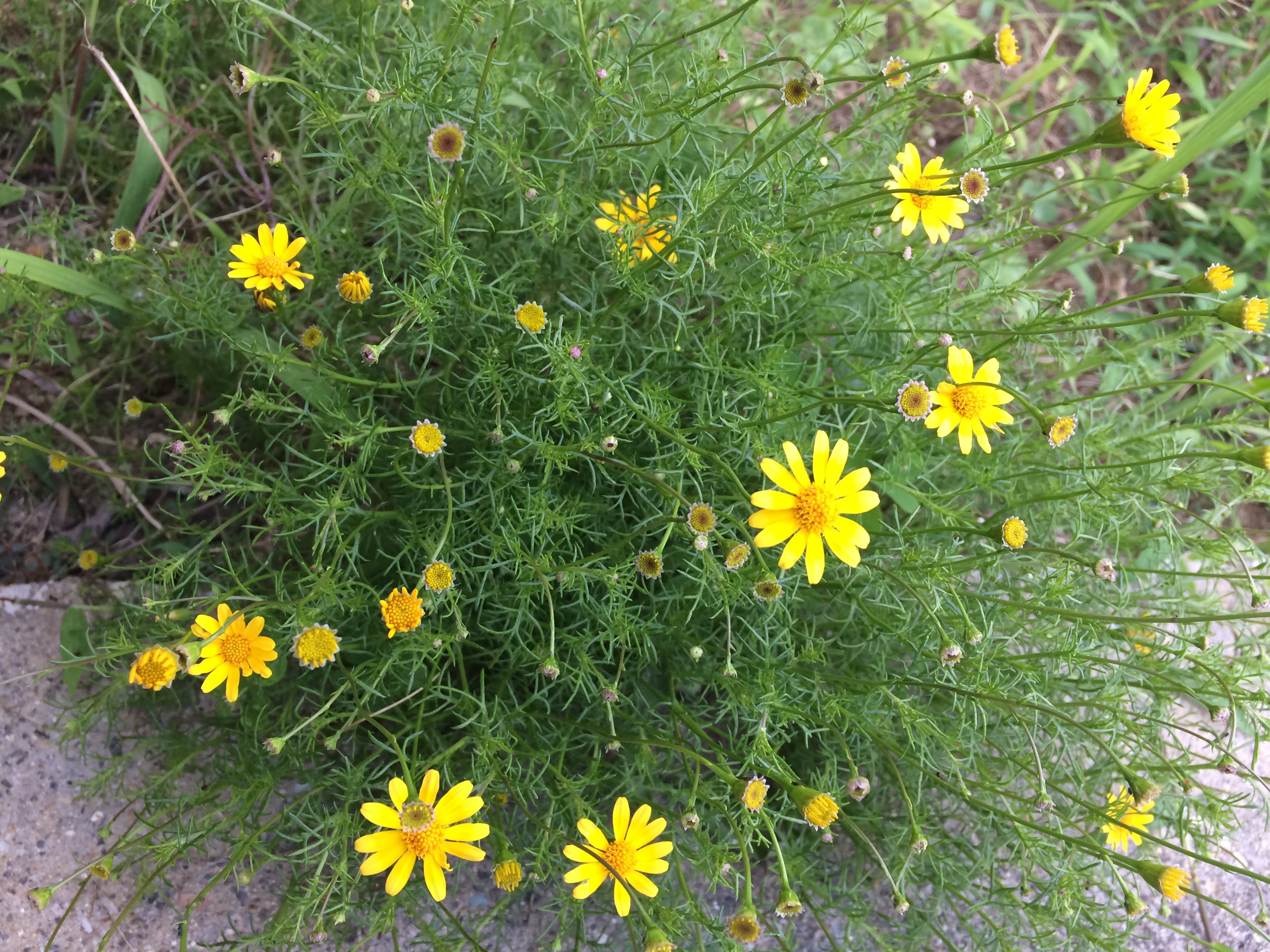 綺麗な黄色い花の咲く雑草です はなせんせ