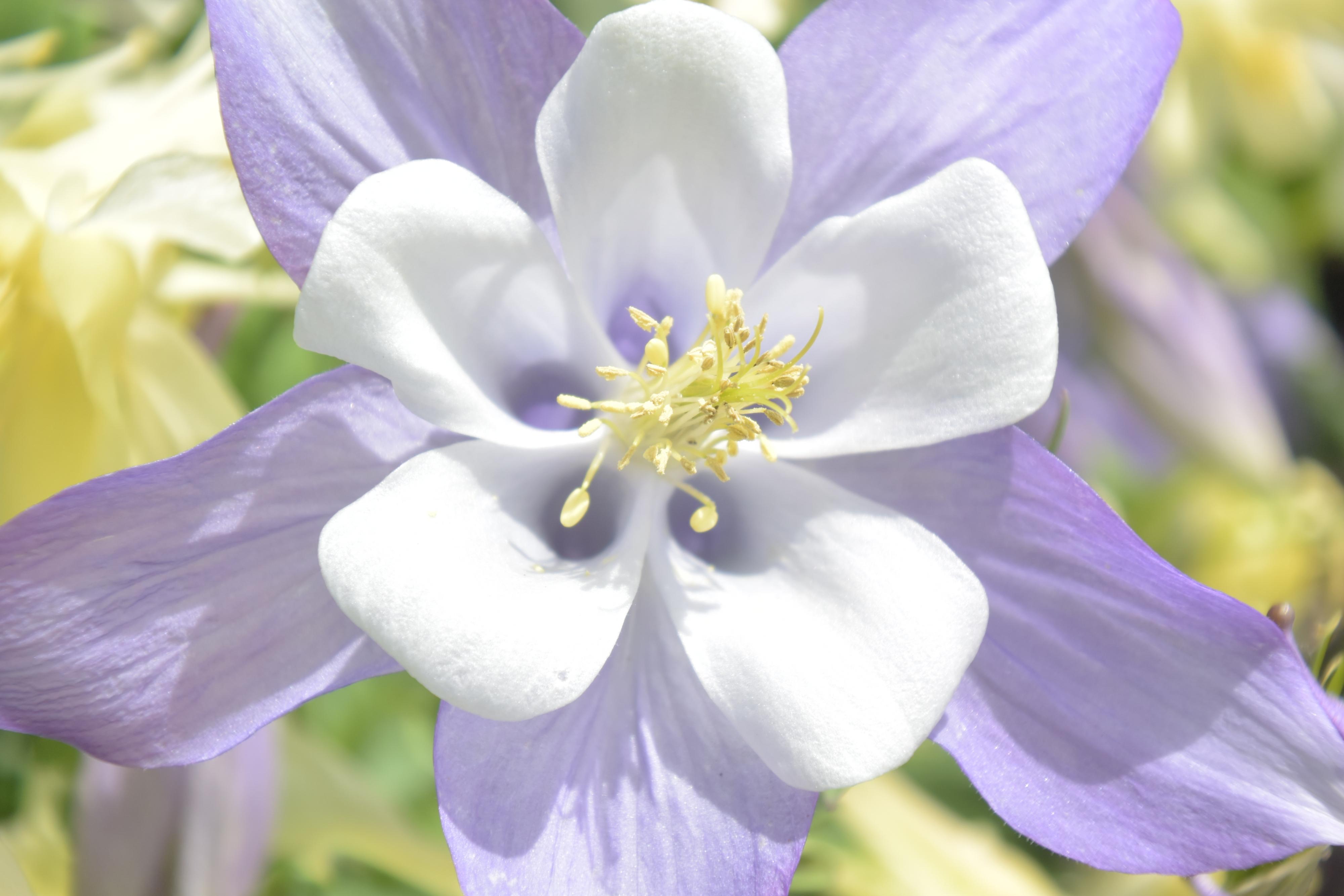 このきれいな花の名前教えて下さい はなせんせ