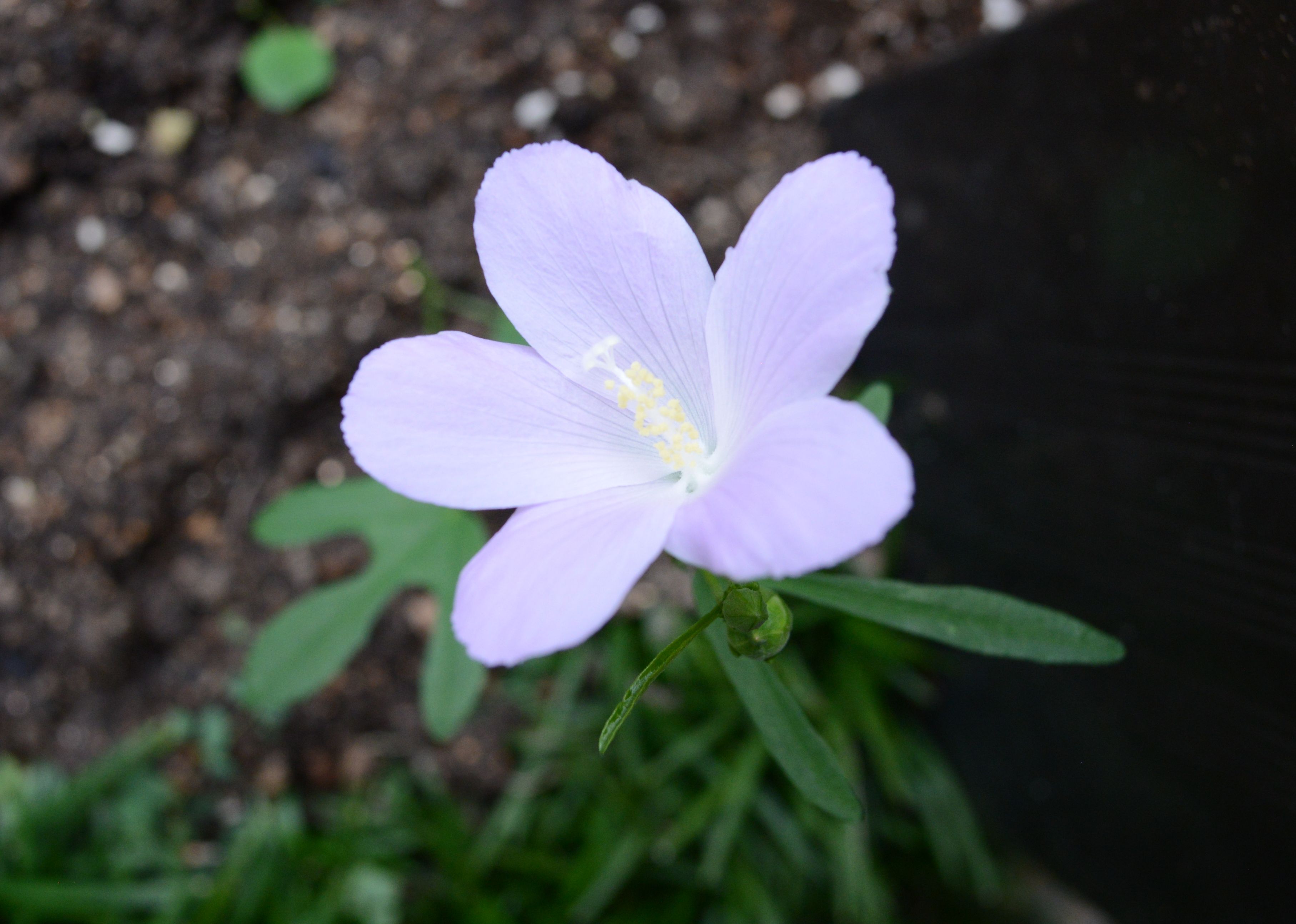 花の名前がわかりません。 はなせんせ 花の名前がわかりません。 はなせんせ