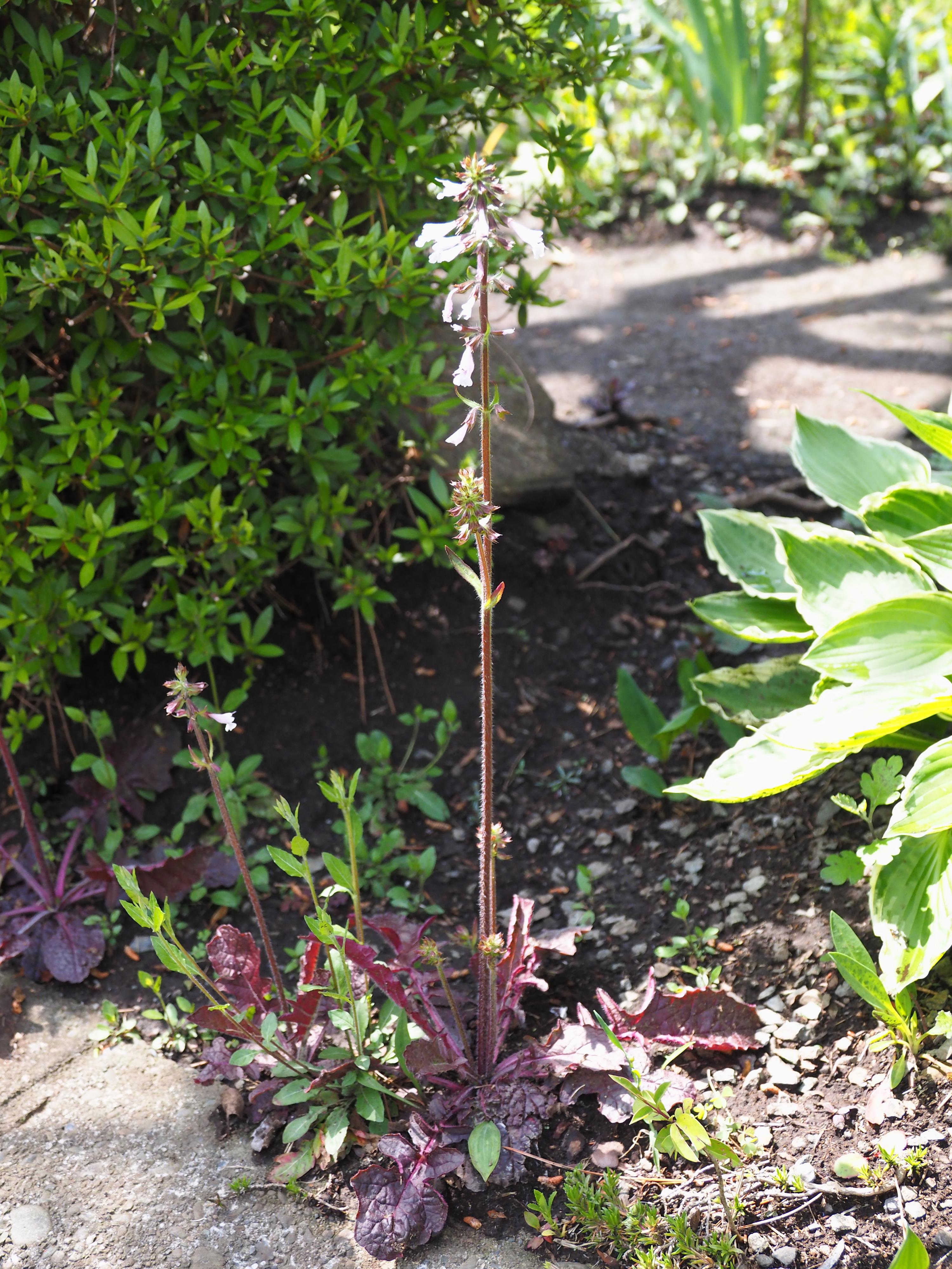 根出葉から伸ばした花茎に唇形花。 はなせんせ