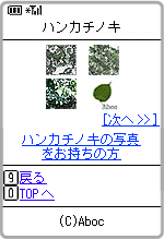 ハンカチノキ検索結果画面4