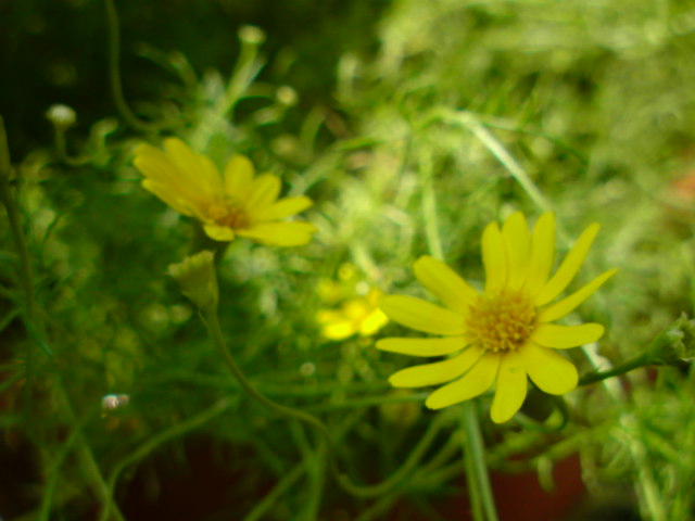 黄色の小さい菊 はなせんせ