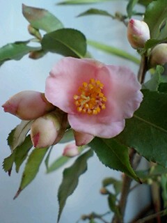 炉開き はなせんせ