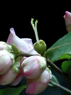 炉開き はなせんせ