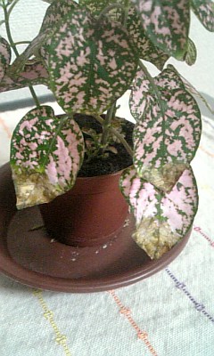 病気ですかね はなせんせ