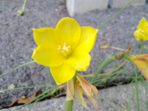 スイセンに似た花 はなせんせ