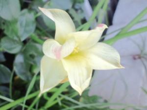スイセンに似た花 はなせんせ