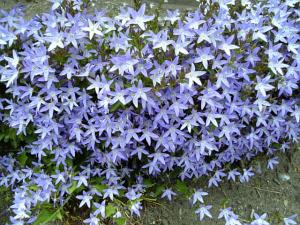 星型の花 はなせんせ
