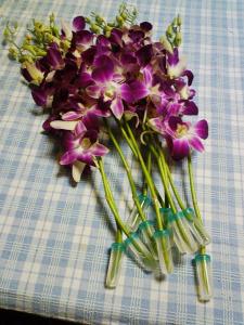 デンファレ はなせんせ