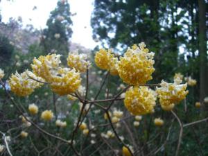 黄色い丸い花 はなせんせ