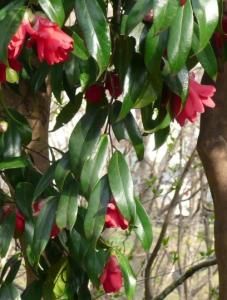 下を向いて咲く椿の花の名前教えて はなせんせ 下を向いて咲く椿の花の名前教えて はなせんせ