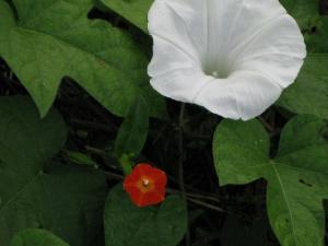 写真の赤い小さい花の名前を教えて下さい はなせんせ