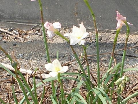 良く似た花もあって はなせんせ 良く似た花もあって はなせんせ