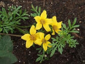 黄色のコスモスに似た花 はなせんせ