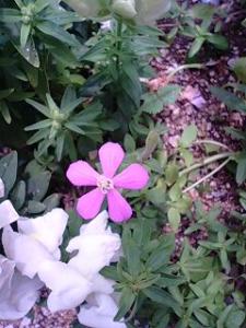 ピンクの花の名前を教えてください はなせんせ