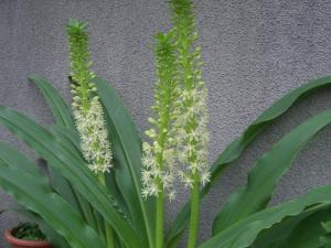 ﾊﾟｲﾅｯﾌﾟﾙみたいな はなせんせ