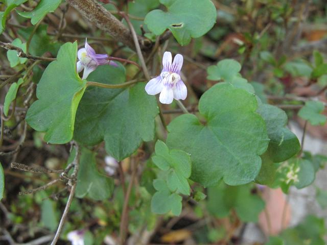 サツキに巻きつく蔓性の小さな雑草 はなせんせ