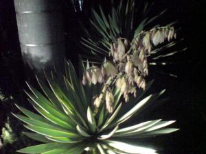 葉先に痛いトゲがあります はなせんせ