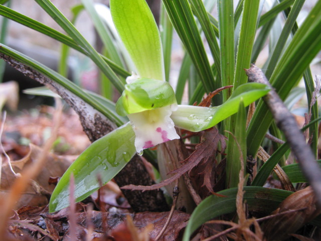ジジババの花 はなせんせ
