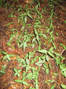 ツタの種類でしょうか はなせんせ ツタの種類でしょうか はなせんせ