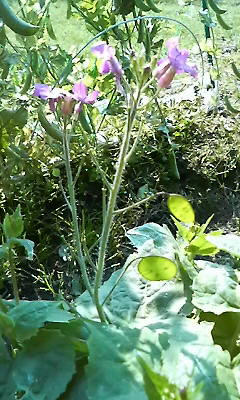 オオバンソウの花と実 はなせんせ