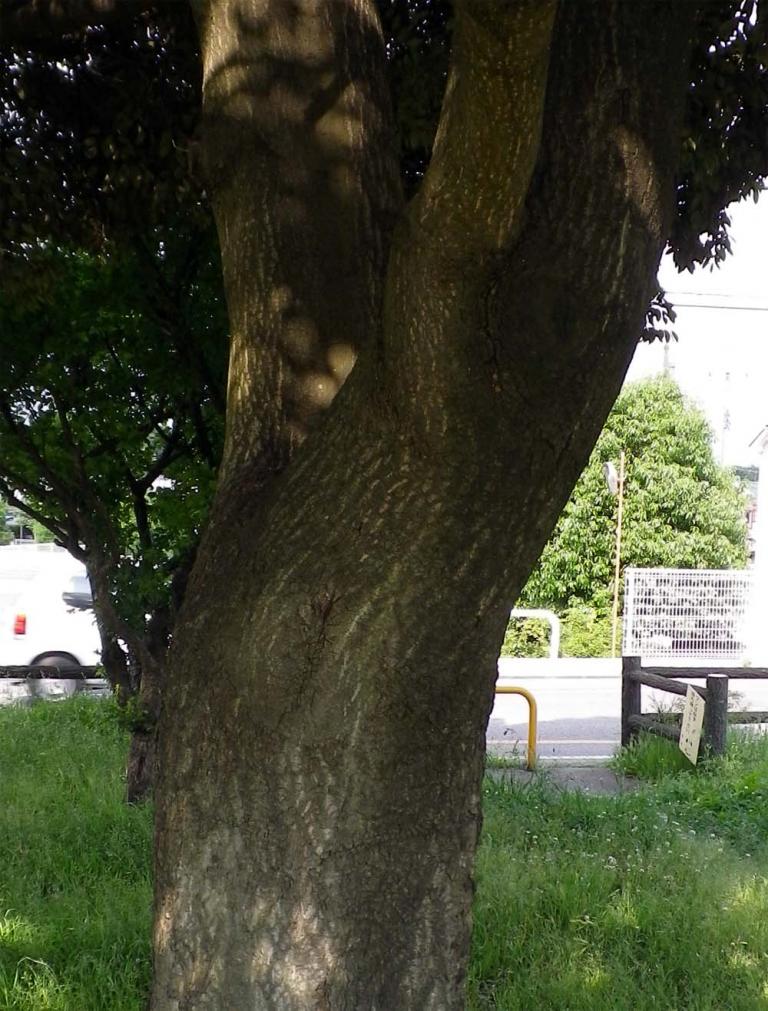 栗の花に似ていますが 常緑樹です はなせんせ