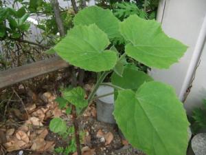 何という名の植物でしょうか はなせんせ