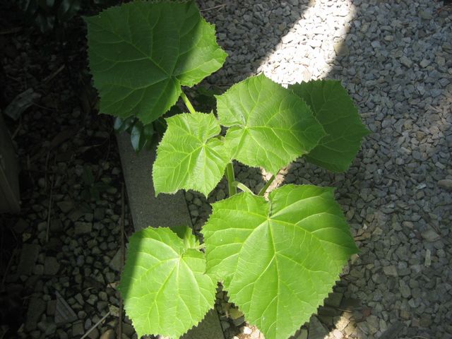 何という名の植物でしょうか はなせんせ