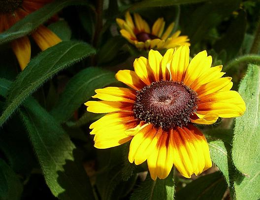 この花もルドベキアの仲間でしょうか はなせんせ
