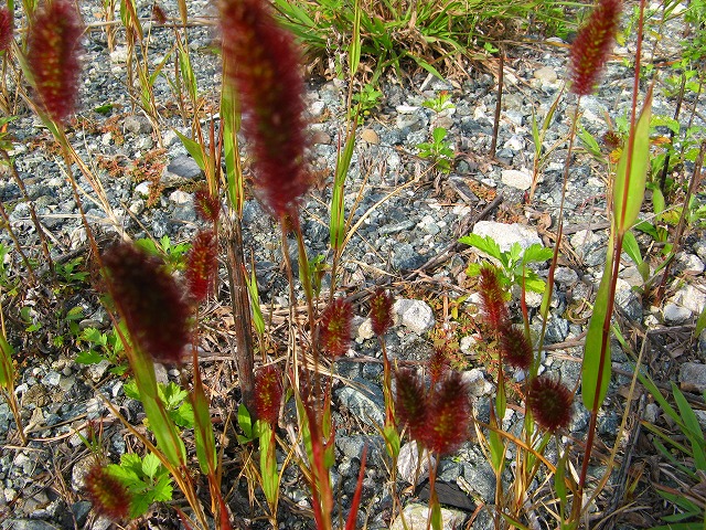 赤紫のねこじゃらし はなせんせ