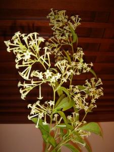 夜来香 はなせんせ