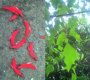 唐辛子みたいな花 はなせんせ