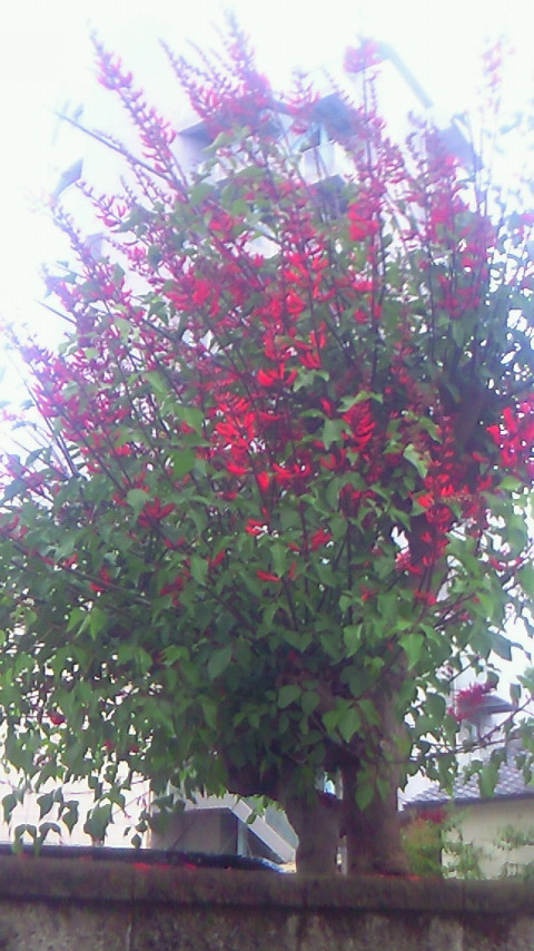 唐辛子みたいな花 はなせんせ