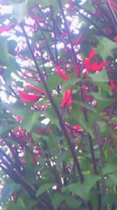 唐辛子みたいな花 はなせんせ