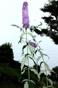 よく似た花が はなせんせ
