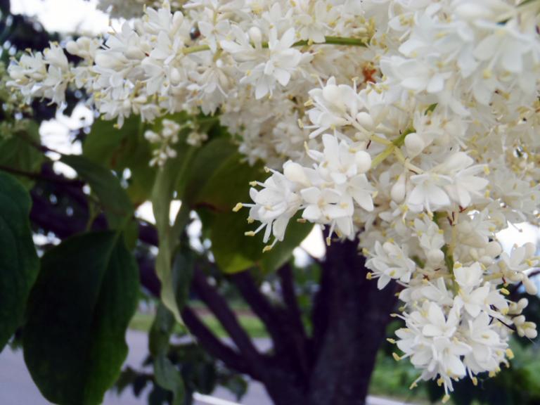 白いフワフワした花が はなせんせ