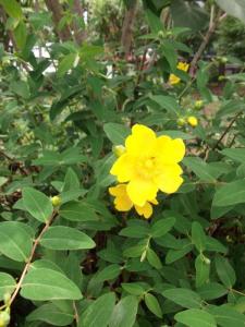 山吹に似た花 はなせんせ